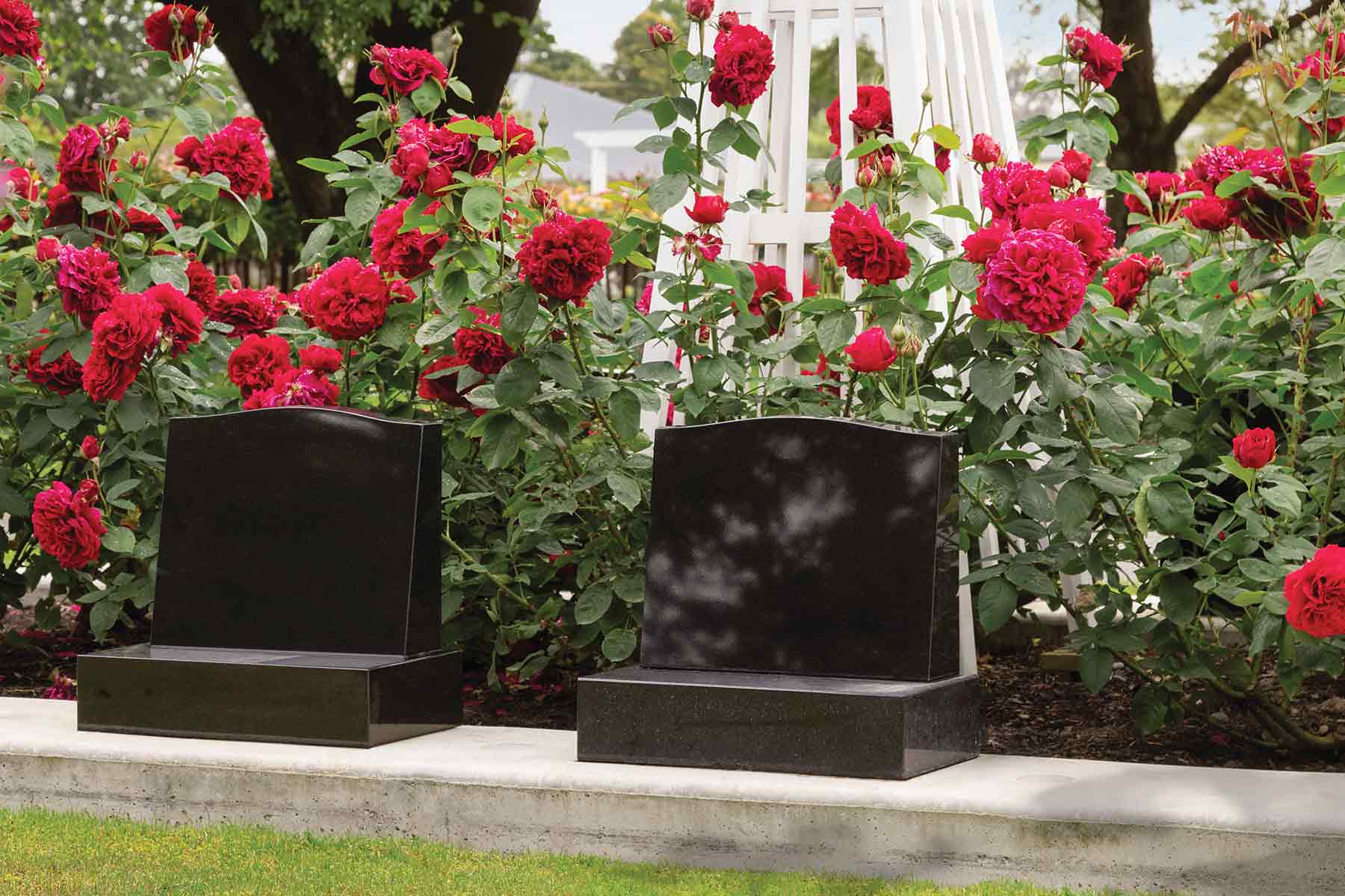 Harewood Memorial Cropped Roses