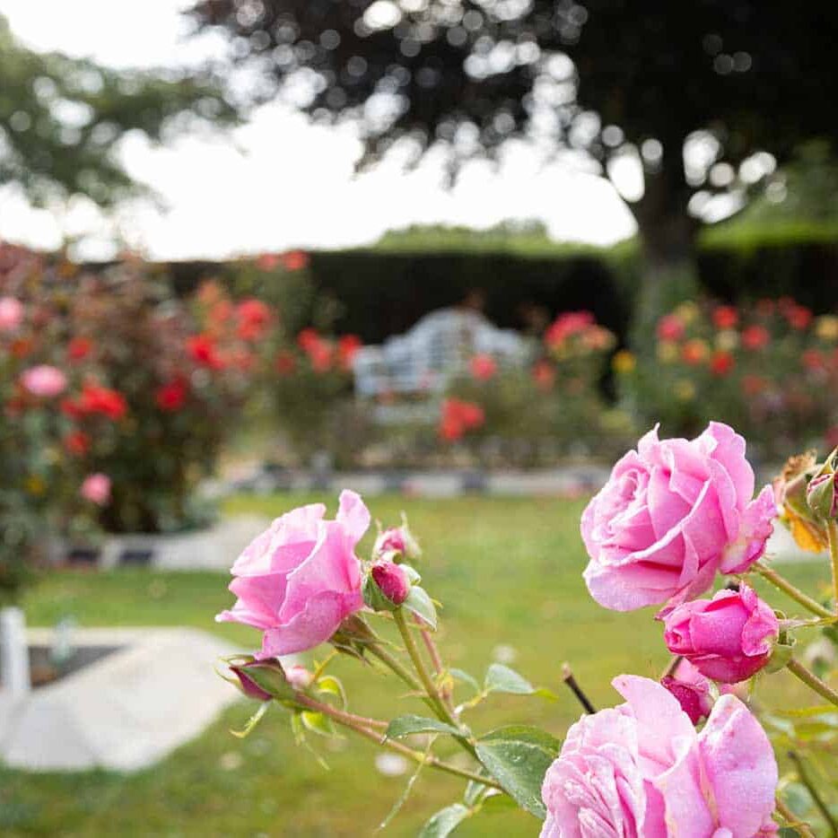 About Pink Roses About Pink Roses