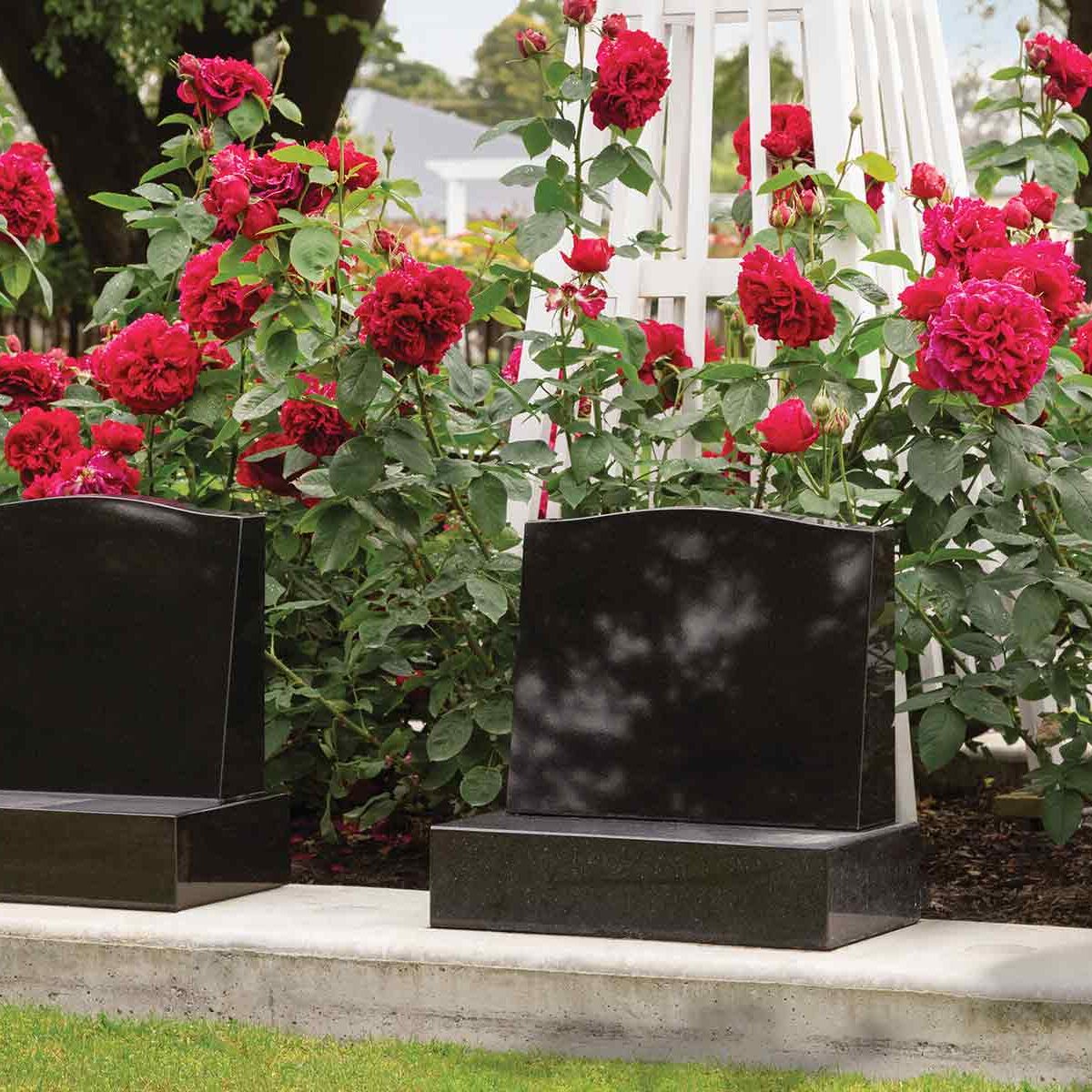 Harewood Memorial Cropped Roses Harewood Memorial Cropped Roses