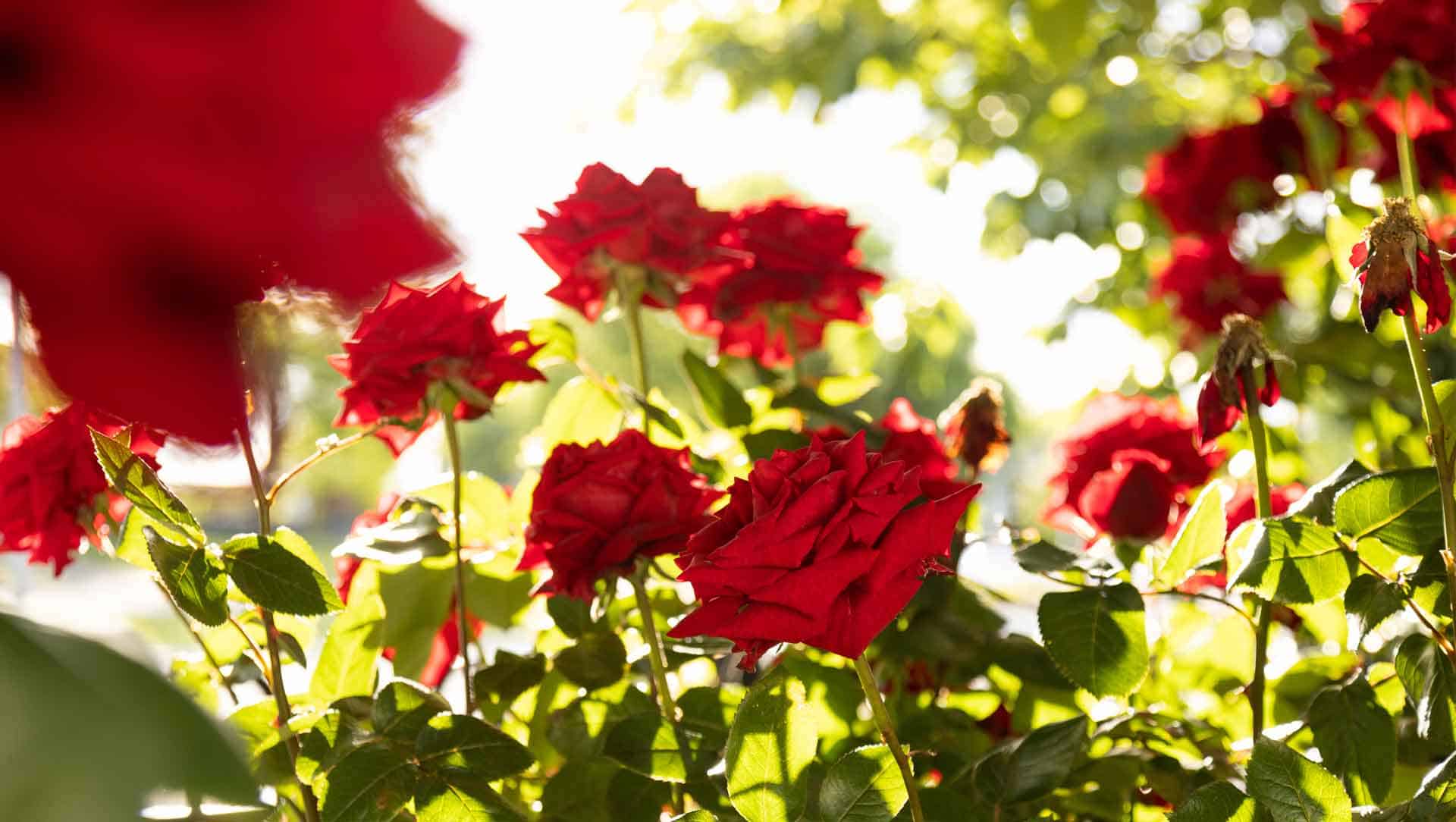 Canterbury Red Roses